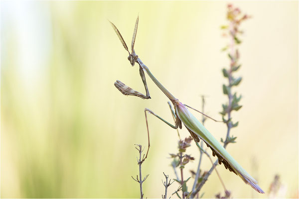 Hauben-Fangschrecke (Empusa pennata), Männchen, Frankreich, Drôme
