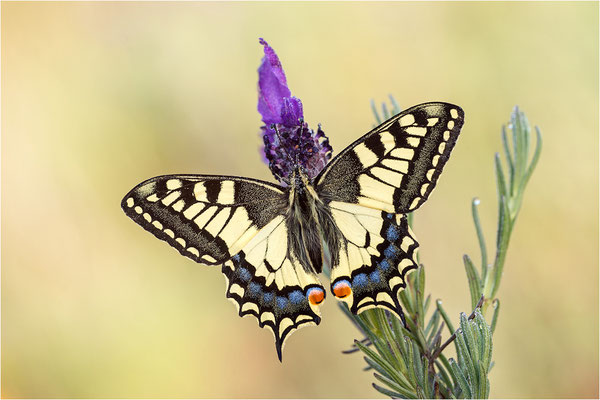 Schwalbenschwanz (Papilio machaon), Frankreich, Dep. Var