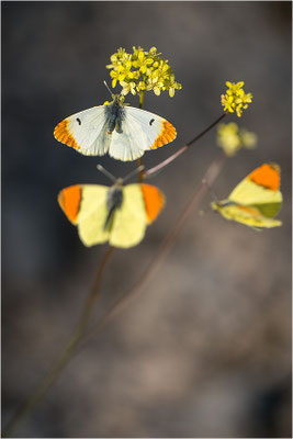Gelber Aurorafalter (Anthocharis euphenoides), Werbeverhalten, Frankreich, Ardèche