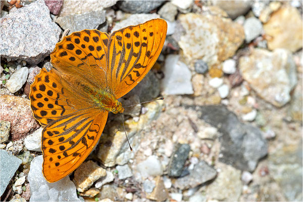 Kaisermantel (Argynnis paphia), Deutschland, Baden-Württemberg