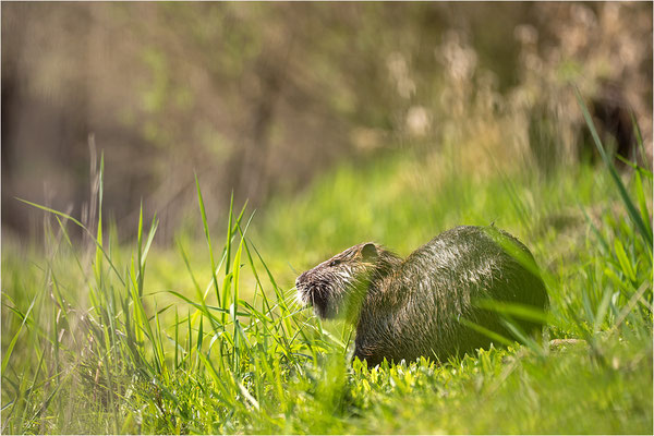 Bisam (Ondatra zibethicus), Deutschland, Baden-Württemberg, Rheinaue