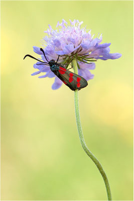 Sechsfleck-Widderchen (Zygaena filipendulae), Deutschland, Baden-Württemberg