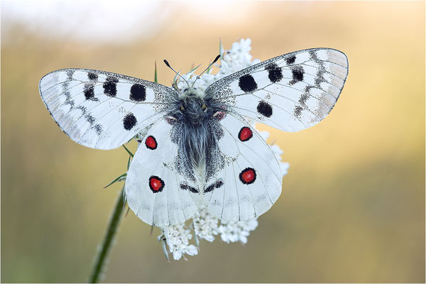 Roter Apollo (Parnassius apollo nivatus), Frankreich, Dep. Jura