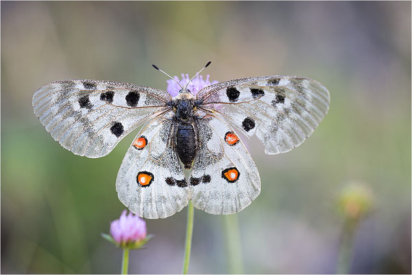 Roter Apollo (Parnassius apollo substitutus), Frankreich, Savoyen