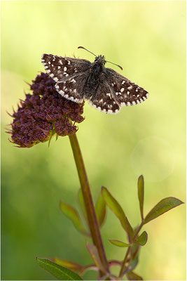 Kleiner Südlicher Würfel-Dickkopffalter (Pyrgus malvoides), Schweiz, Wallis