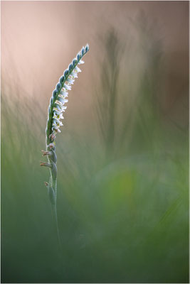 Herbst-Drehwurz (Spiranthes spiralis), Frankreich, Alsace