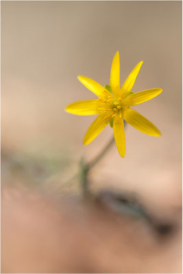 Frühlings-Scharbockskraut (Ficaria verna), Deutschland, Baden-Württemberg