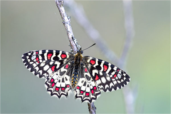 Spanischer Osterluzeifalter (Zerynthia rumina), Männchen, Frankreich, Ardèche