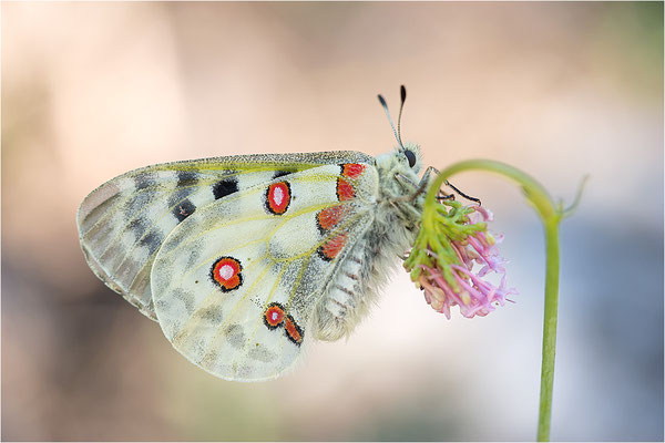 Roter Apollo (Parnassius apollo leovigildus), Frankreich, Dep. Alpes-de-Haute-Provence