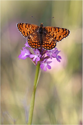 Flockenblumen-Scheckenfalter (Melitaea phoebe), Frankreich, Ardèche