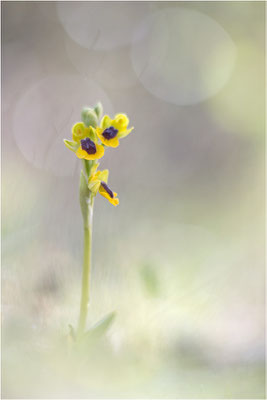 Ophrys lutea