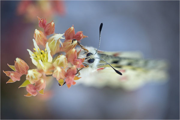 Roter Apollo (Parnassius apollo leovigildus), Frankreich, Dep. Alpes-de-Haute-Provence