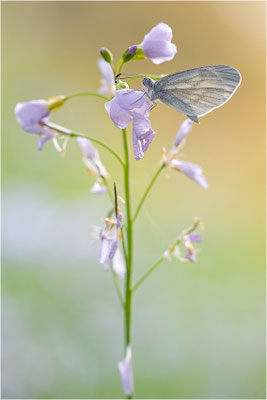 Tintenfleck-Weißling (Leptidea sinapis bzw. juvernica), Deutschland, Baden-Württemberg