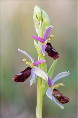 Drôme-Ragwurz (Ophrys drumana), Frankreich, Dep. Isere