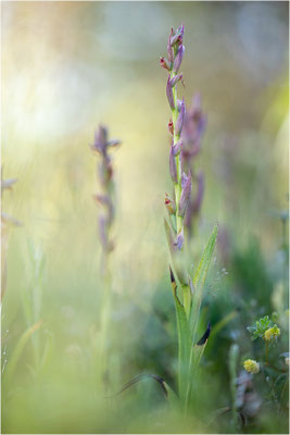 Kleinblütiger Zungenstendel (Serapias parviflora), Italien, Sardinien