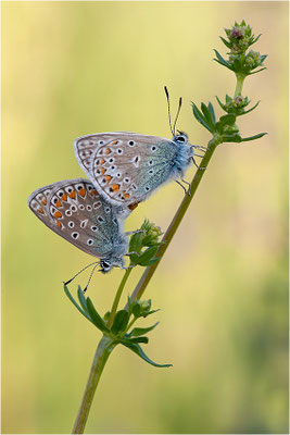 Gemeiner Bläuling (Polyommatus icarus), Pärchen, Deutschland, Baden-Württemberg