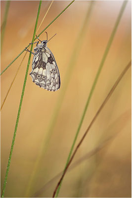 Schachbrettfalter (Melanargia galathea), Weibchen, Deutschland, Baden-Württemberg
