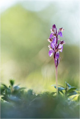 Spitzels Knabenkraut (Orchis spitzelii), Schweden, Gotland
