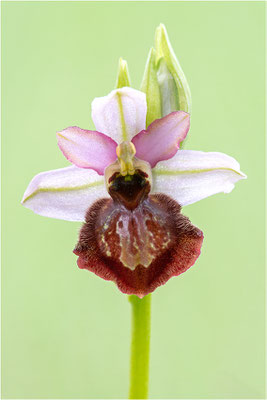 Ophrys aveyronensis