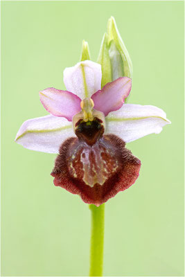 Ophrys aveyronensis