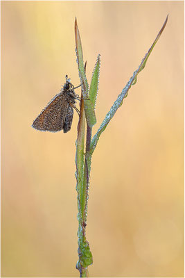 Schwarzkolbiger Braun-Dickkopffalter (Thymelicus lineola), Schweden, Värmland