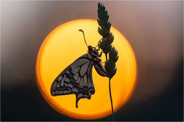 Schwalbenschwanz (Papilio machaon), Deutschland, Baden-Württemberg