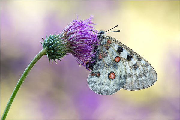 Roter Apollo (Parnassius apollo pedemontanus), Italien, Region Aostatal, 2.100m