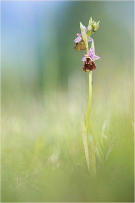 Ophrys fuciflora