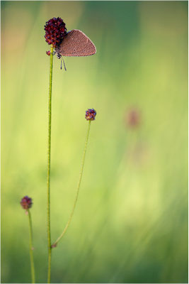 Dunkler Wiesenknopf-Ameisenbläuling (Phengaris nausithous), Deutschland, Baden-Württemberg