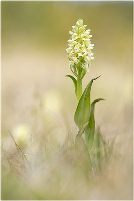 Strohgelbe Fingerwurz (Dactylorhiza ochroleuca), Schweden, Gotland