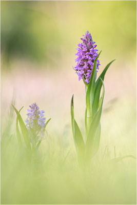 Fleischfarbene Fingerwurz (Dactylorhiza incarnata), Schweden, Gotland