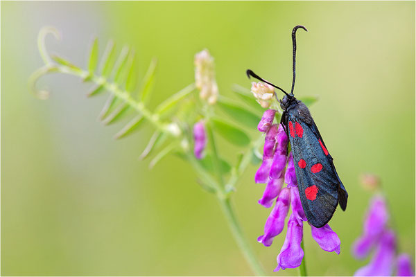 Großes Fünffleck-Widderchen (Zygaena lonicerae), Italien, Piemont