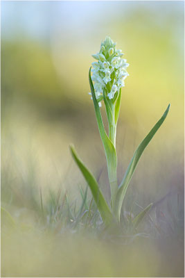 Strohgelbe Fingerwurz (Dactylorhiza ochroleuca), Schweden, Gotland