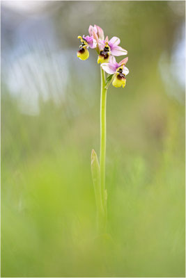 Ophrys neglecta