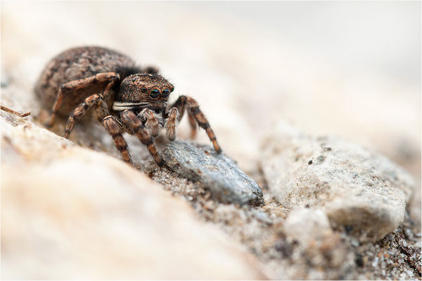 unbekannte Springspinne, Schweiz, Wallis