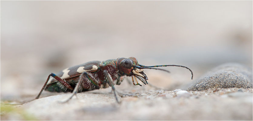 Dünen-Sandlaufkäfer (Cicindela transversalis pseudoriparia), Deutschland, Baden-Württemberg