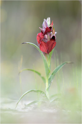 Herzförmiger Zungenstendel (Serapias cordigera), Italien, Sardinien