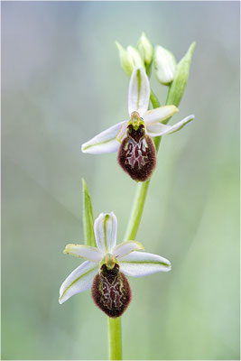 Ophrys splendida, Var