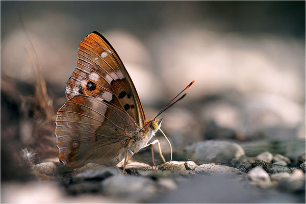 Kleiner Schillerfalter (Apatura ilia), Männchen, Deutschland, Baden-Württemberg