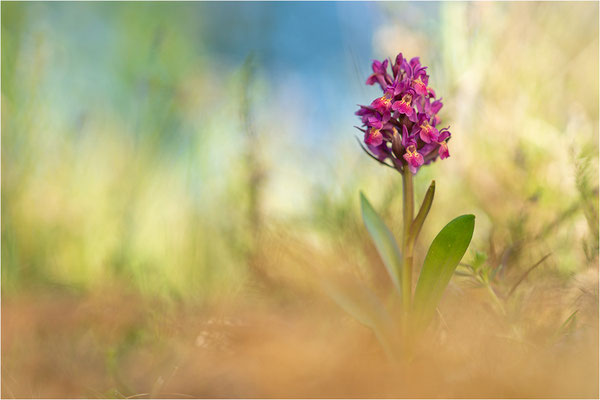 Holunder-Fingerwurz (Dactylorhiza sambucina), Schweden, Gotland