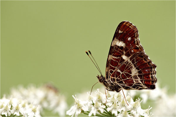 Landkärtchen (Araschnia levana), Sommerform, Deutschland, Baden-Württemberg