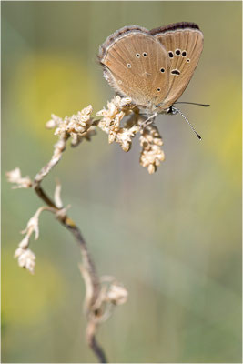 Piedmont-Bläuling (Polyommatus humedasae), Italien, Aosta