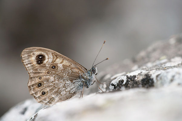 Braunscheckauge (Lasiommata petropolitana), Frankreich, Haute-Loire