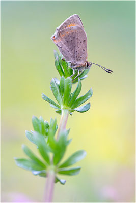 Kleiner Feuerfalter (Lycaena phlaeas), Deutschland, Baden-Württemberg