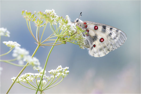 Roter Apollo (Parnassius apollo pedemontanus), Italien, Region Aostatal
