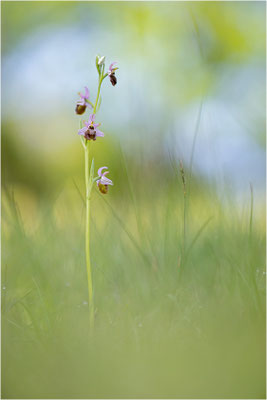 Ophrys aveyronensis