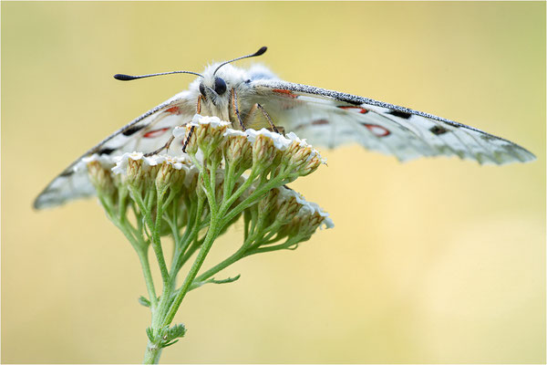 Roter Apollo (Parnassius apollo antijesuitus), Spanien, Provinz Lleida