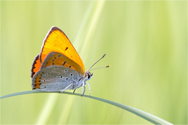 Großer Feuerfalter (Lycaena dispar), Männchen, Deutschland, Baden-Württemberg