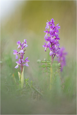 Stattliches Knabenkraut (Orchis mascula), Schweden, Farö