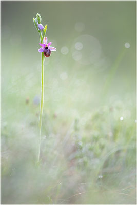 Ophrys aveyronensis